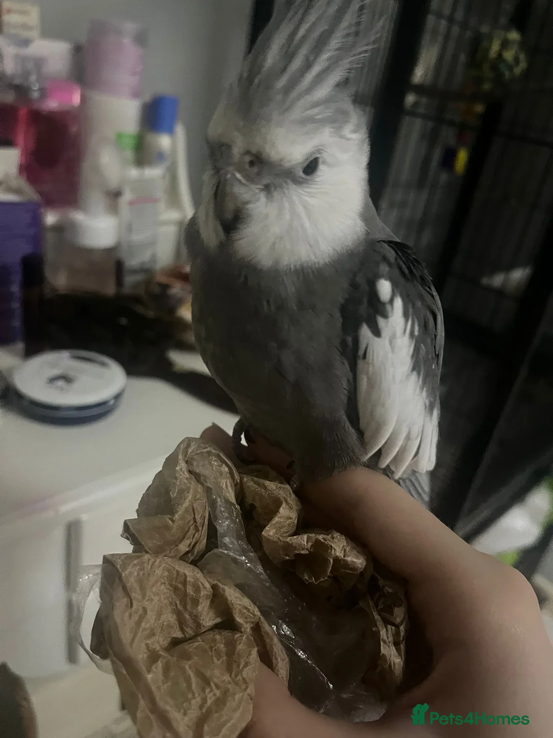 Cockatiels birds for sale: Cockatiels - Advert 2