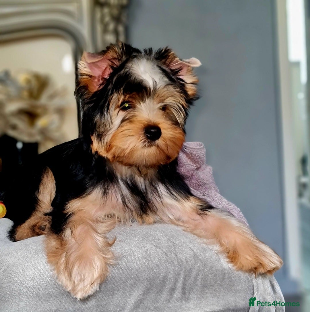 babydoll yorkies best teacup yorkie breeders Teacup Puppies For Terry Yorkie For Sale Yorkshire Terrier M Best