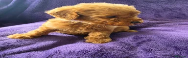 Miniature Poodle 6