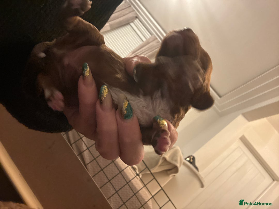 Cavapoo dogs for sale: Cavapoo F1B - Advert 12