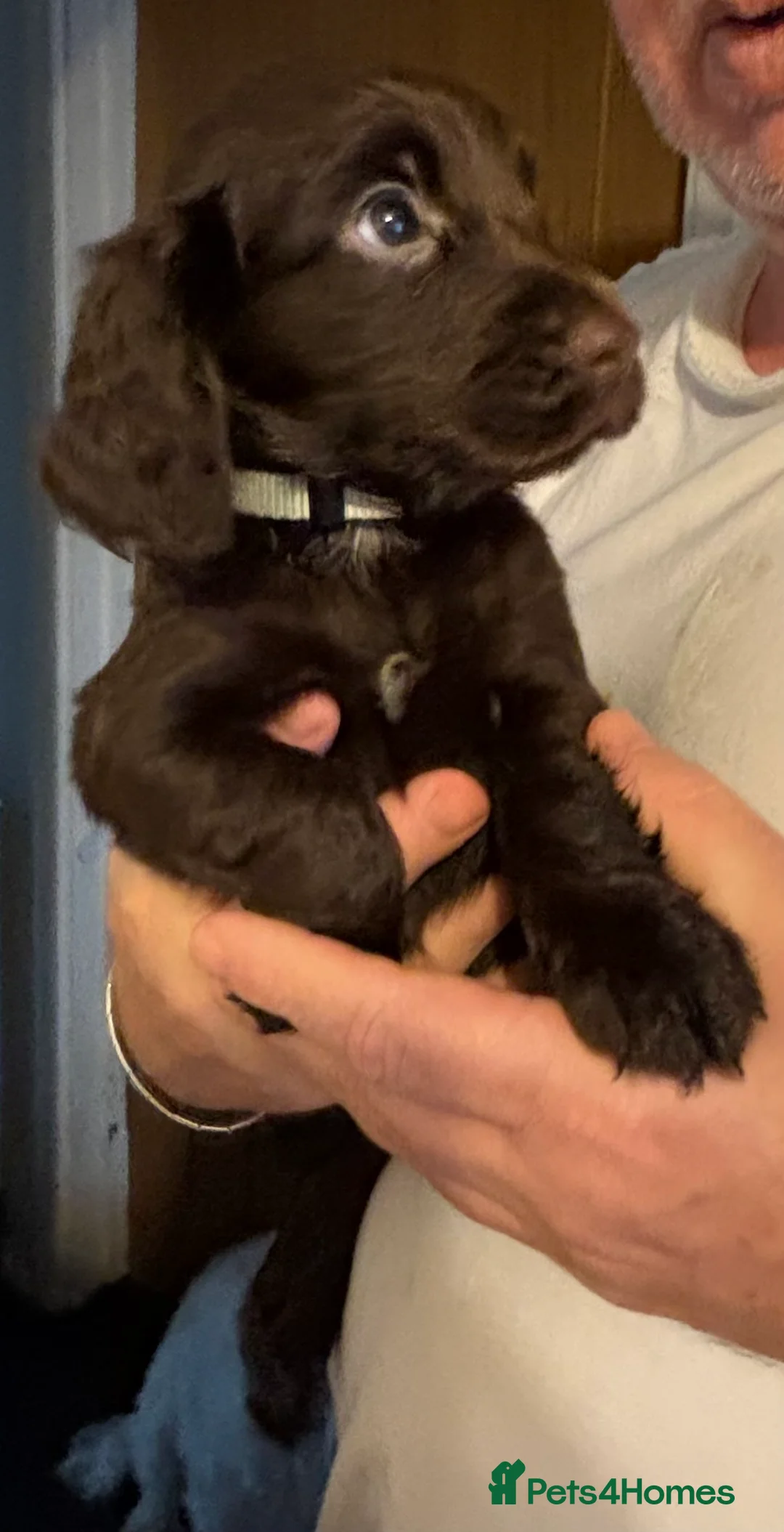 Cocker Spaniel dogs for sale: Cocker Spaniel Puppies  - Advert 18