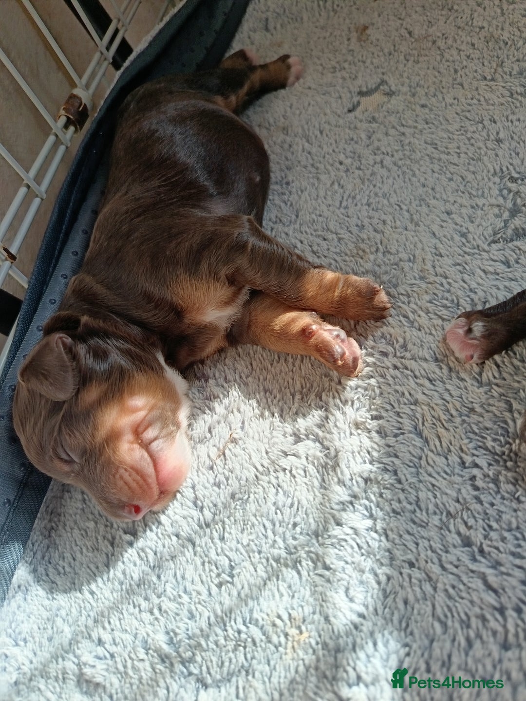 Australian Labradoodle dogs for sale: These pups have it all - Image 5
