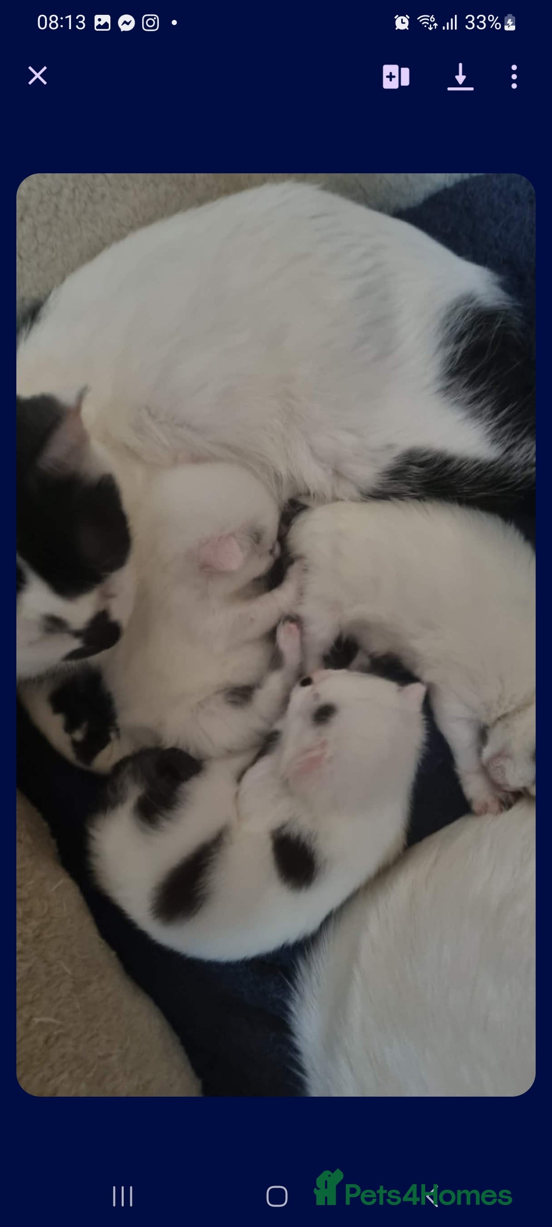 Siberian cats Siberian  - Advert 4