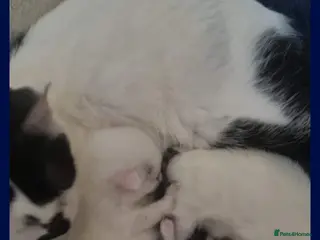 Siberian cats Siberian - Advert 4