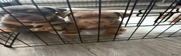 Olde English Bulldogge dogs for sale: Olde english bulldog puppies  - Advert 5