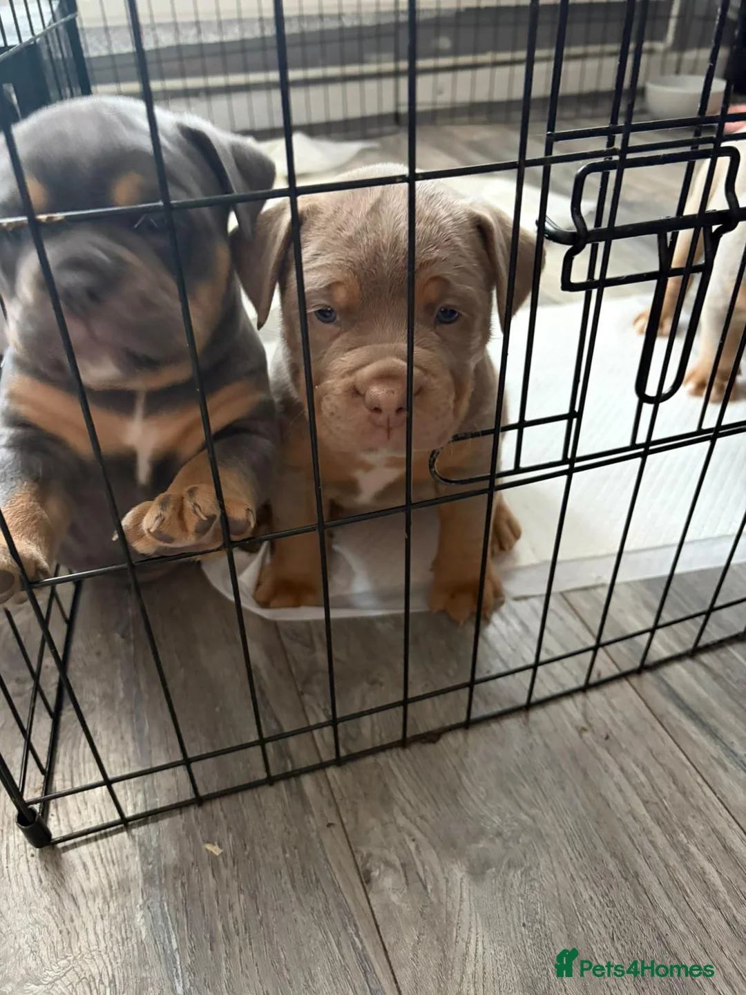 Olde English Bulldogge dogs for sale: Olde english bulldog puppies  - Advert 5