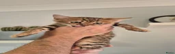 Bengal cats for sale: Pure Bred Bengal Male  - Advert 6