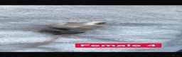 Mouse rodents for sale: Baby mice  - Advert 25