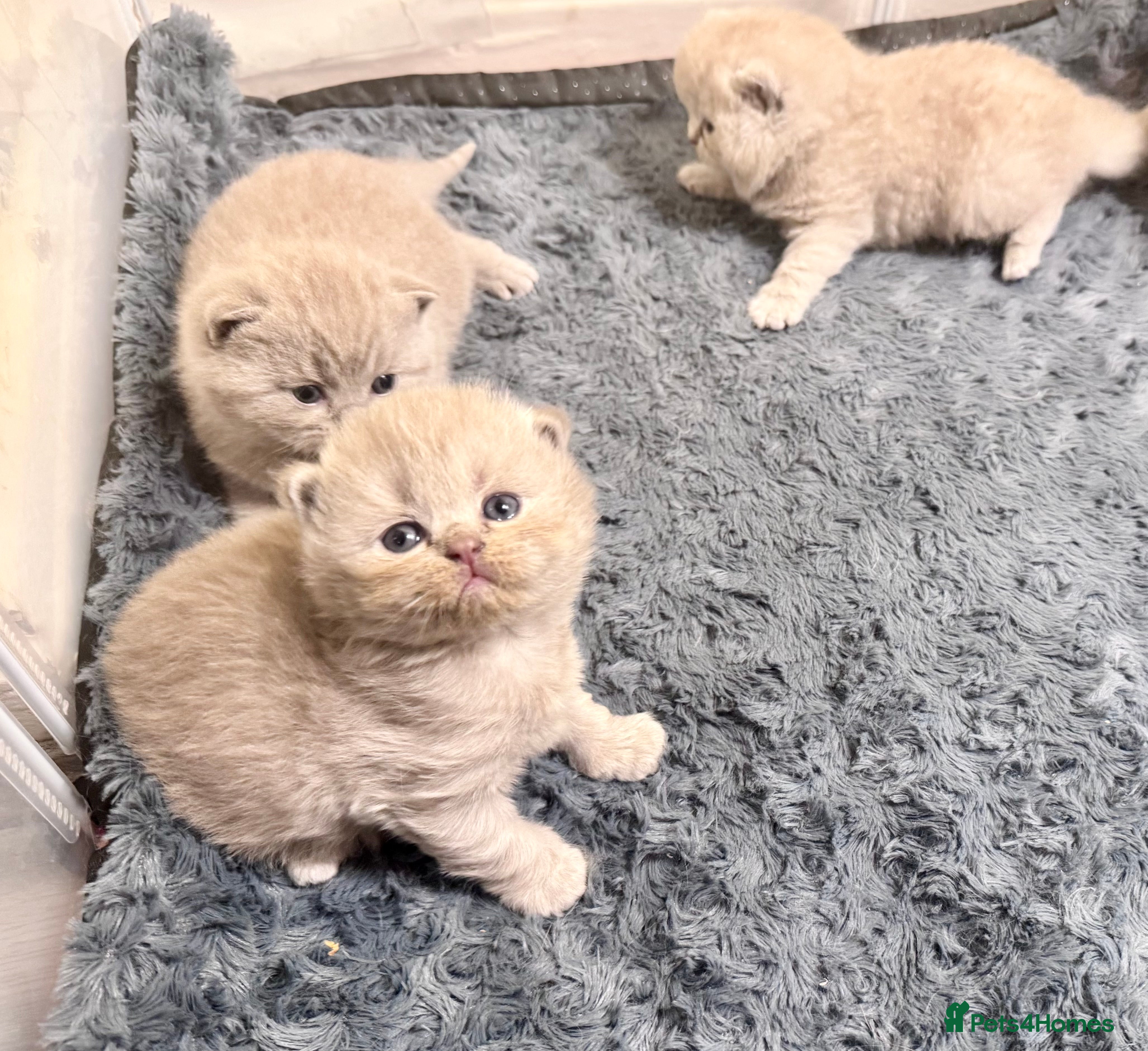 British Shorthair cats Pedigree BSH kittens, GCCF reg  - Advert 13