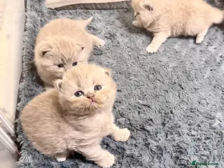 British Shorthair cats Pedigree BSH kittens, GCCF reg - Advert 13