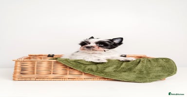 Yorkshire Terrier dogs Pure breed Terrier puppies 4 Generation - Advert 5