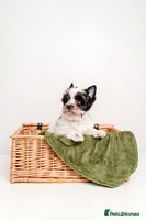 Yorkshire Terrier dogs Pure breed Terrier puppies 4 Generation - Advert 5