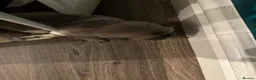 Pug dogs for stud: Pug for stud - Advert 8
