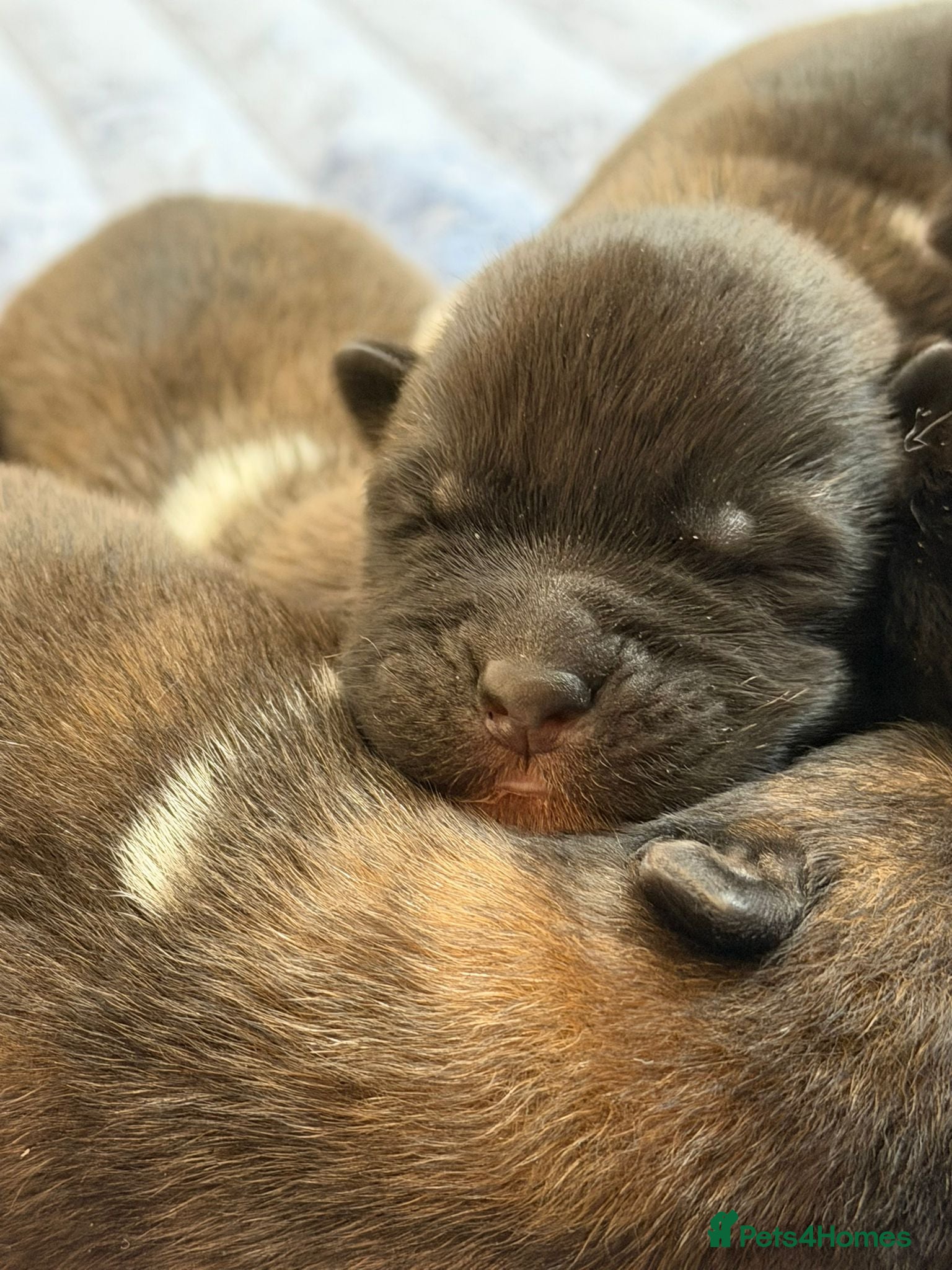 Akita dogs KC REGISTERED AKITA BEARS.  - Advert 2
