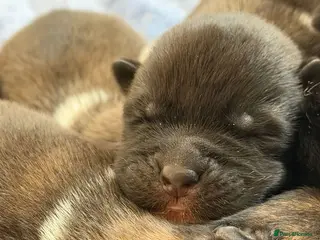Akita dogs KC REGISTERED AKITA BEARS. - Advert 2