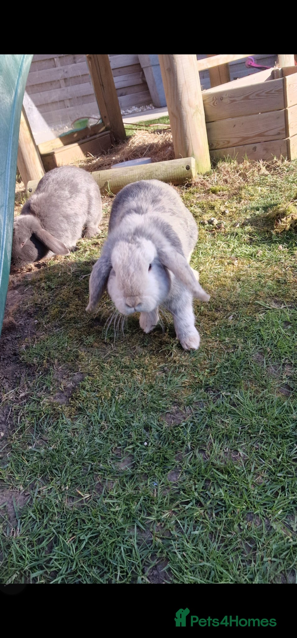 Mini Lop rabbits Hayhay & Hoppity - Advert 17