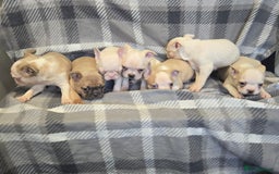 French Bulldog dogs for sale: French bulldog pups pink/fluffy READY NOW - Image 8
