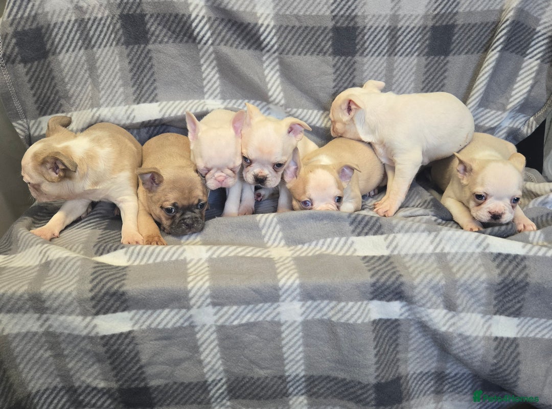 French Bulldog dogs for sale: French bulldog pups pink/fluffy READY NOW - Image 8