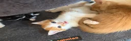 Mixed Breed cats for sale: 6 beautiful kittens  in Bilston - Advert 4
