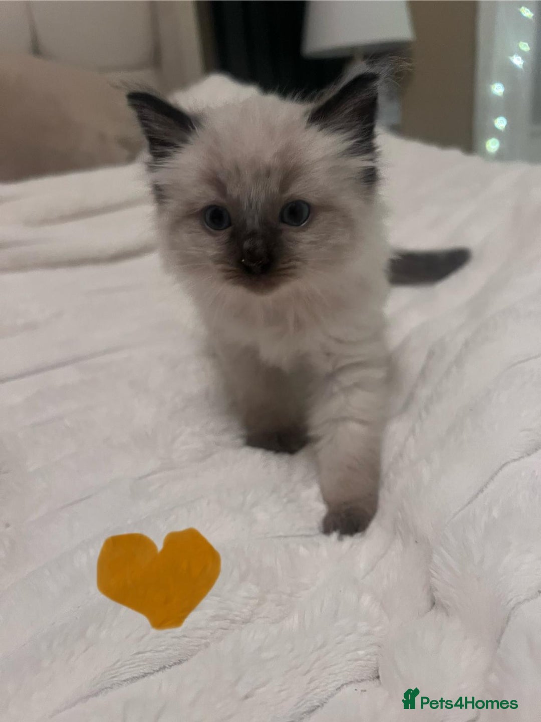 Ragdoll cats for sale: 4 gorgeous Ragdoll kittens for sale - Advert 7