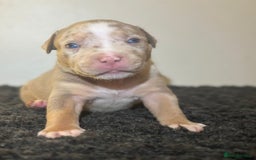 Mixed Breed dogs for sale: STUNNING!!! Staffy Cross Puppies!!! - Image 8