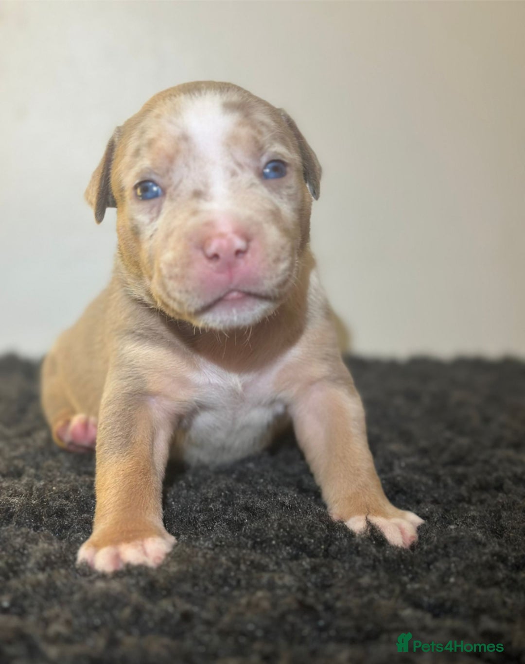 Mixed Breed dogs for sale: STUNNING!!! Staffy Cross Puppies!!! - Image 8