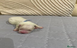 Maltese dogs for sale: Gorgeous pure white Maltese puppies! - Image 6