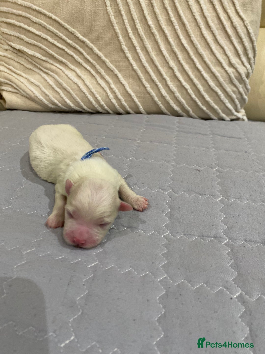 Maltese dogs for sale: Gorgeous pure white Maltese puppies! - Image 6