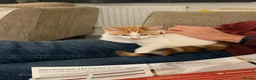 Domestic Shorthair cats for sale: Female calico kitten  - Advert 4