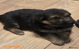 German Shepherd dogs for sale: German shepard puppies  - Image 5