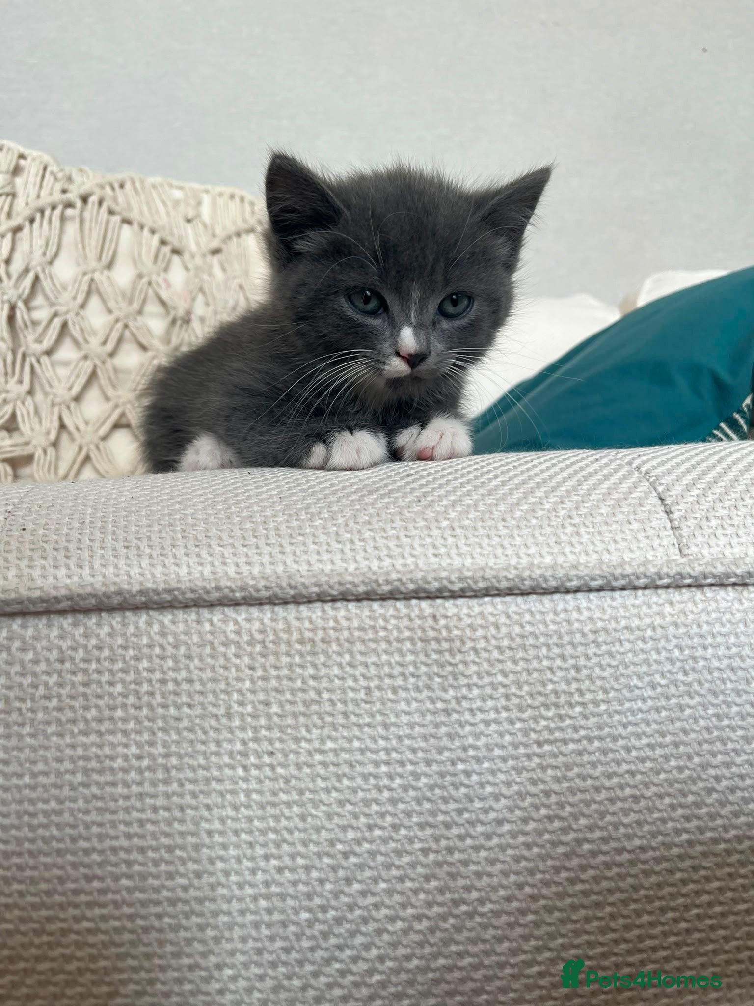 Mixed Breed cats British longhair tabby mixed kitten - Advert 1