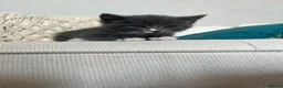 Mixed Breed cats for sale: British longhair tabby mixed kitten - Advert 1