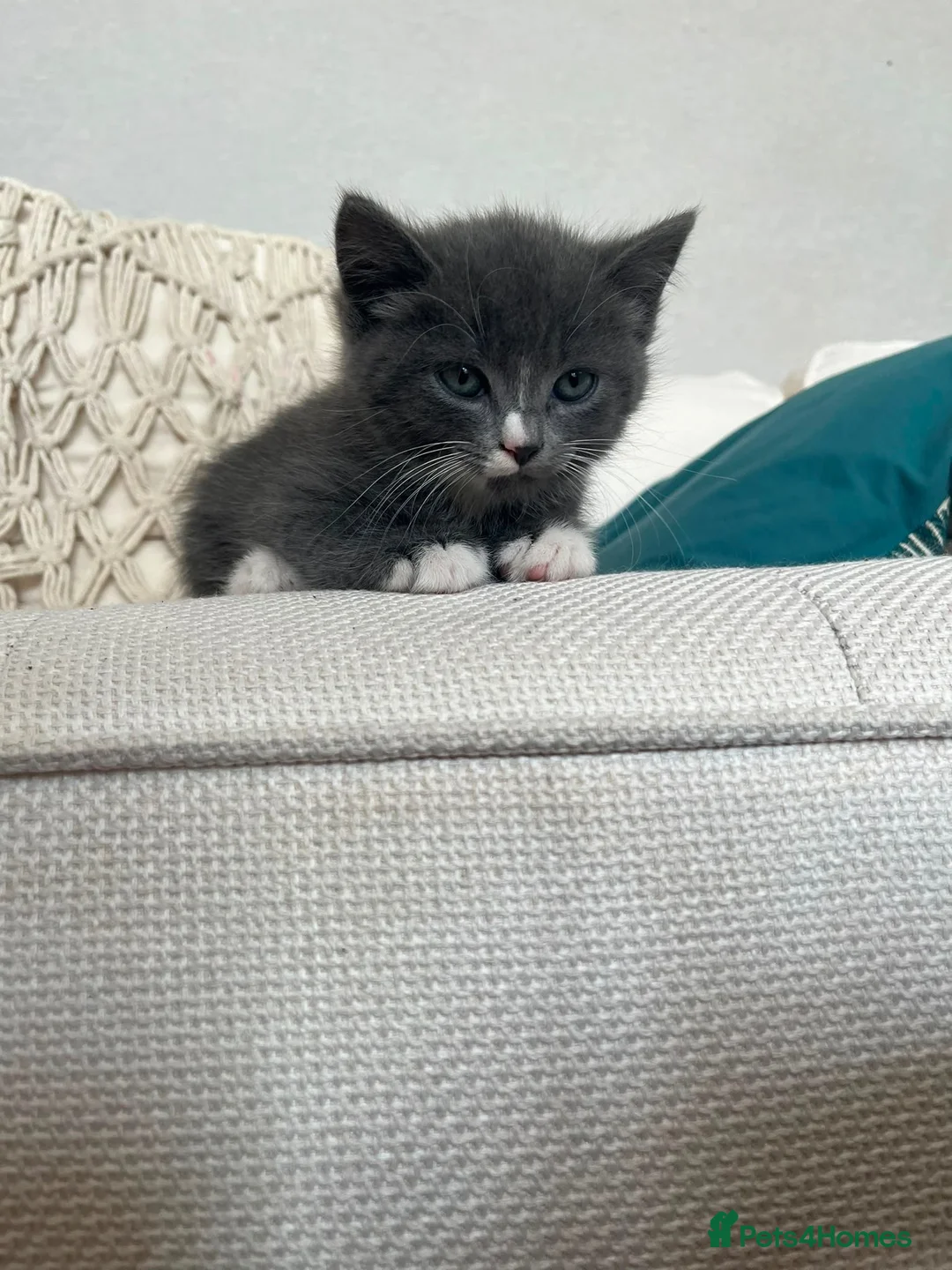 Mixed Breed cats for sale: British longhair tabby mixed kitten - Advert 1