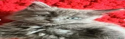 Maine Coon cats for sale: 💖💙Beautiful Ragcoons Ready Today💙💖 - Advert 3