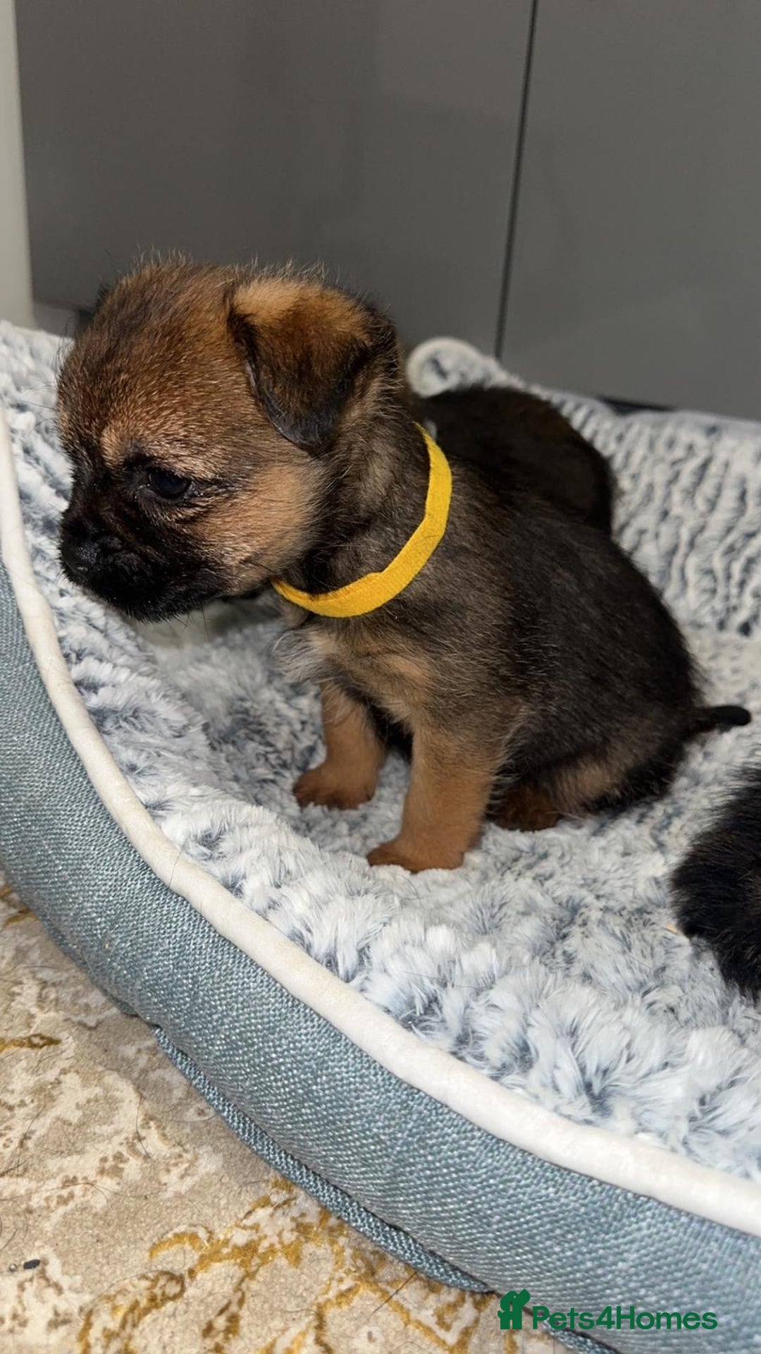 Border Terrier dogs for sale: Kc registered Border  terrier puppies - Advert 15