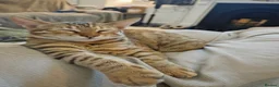 Mixed Breed cats for sale: 2 Beautiful kittens PLUS everything you need - Advert 11