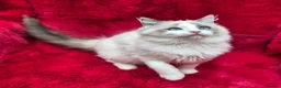 Ragdoll cats for sale: GCCF Registered Ragdoll Kittens  - Advert 21