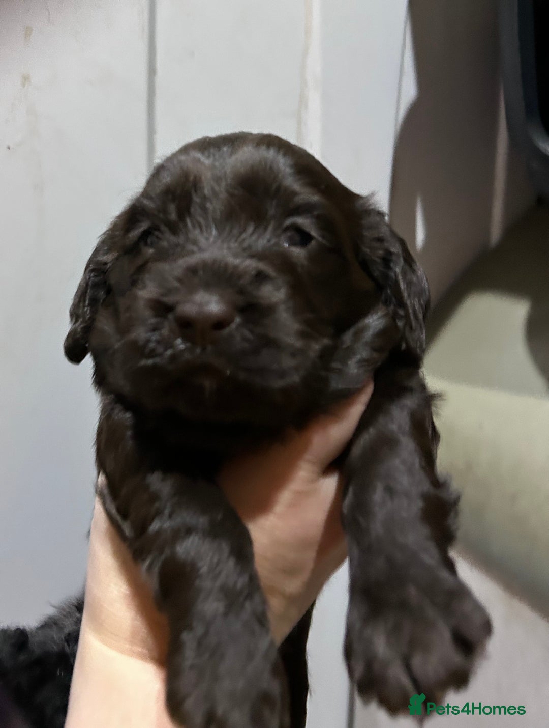 Cockapoo dogs for sale: Cockapoo male - Advert 10