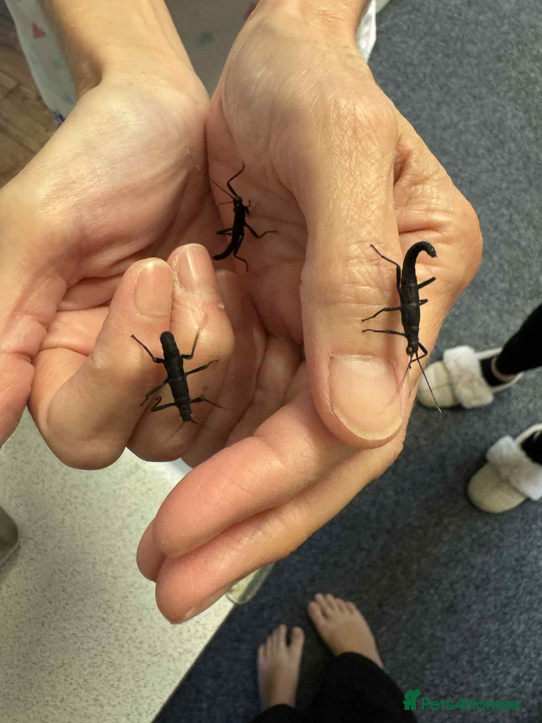Stick Insects invertebrates for sale: ALMOST GONE -10 Black beauty stick insects - Advert 2