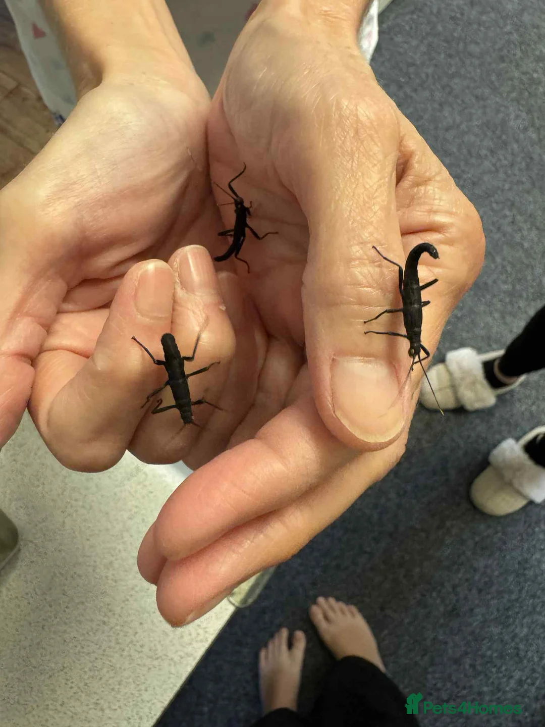 Stick Insects invertebrates for sale: ALMOST GONE -10 Black beauty stick insects - Advert 2