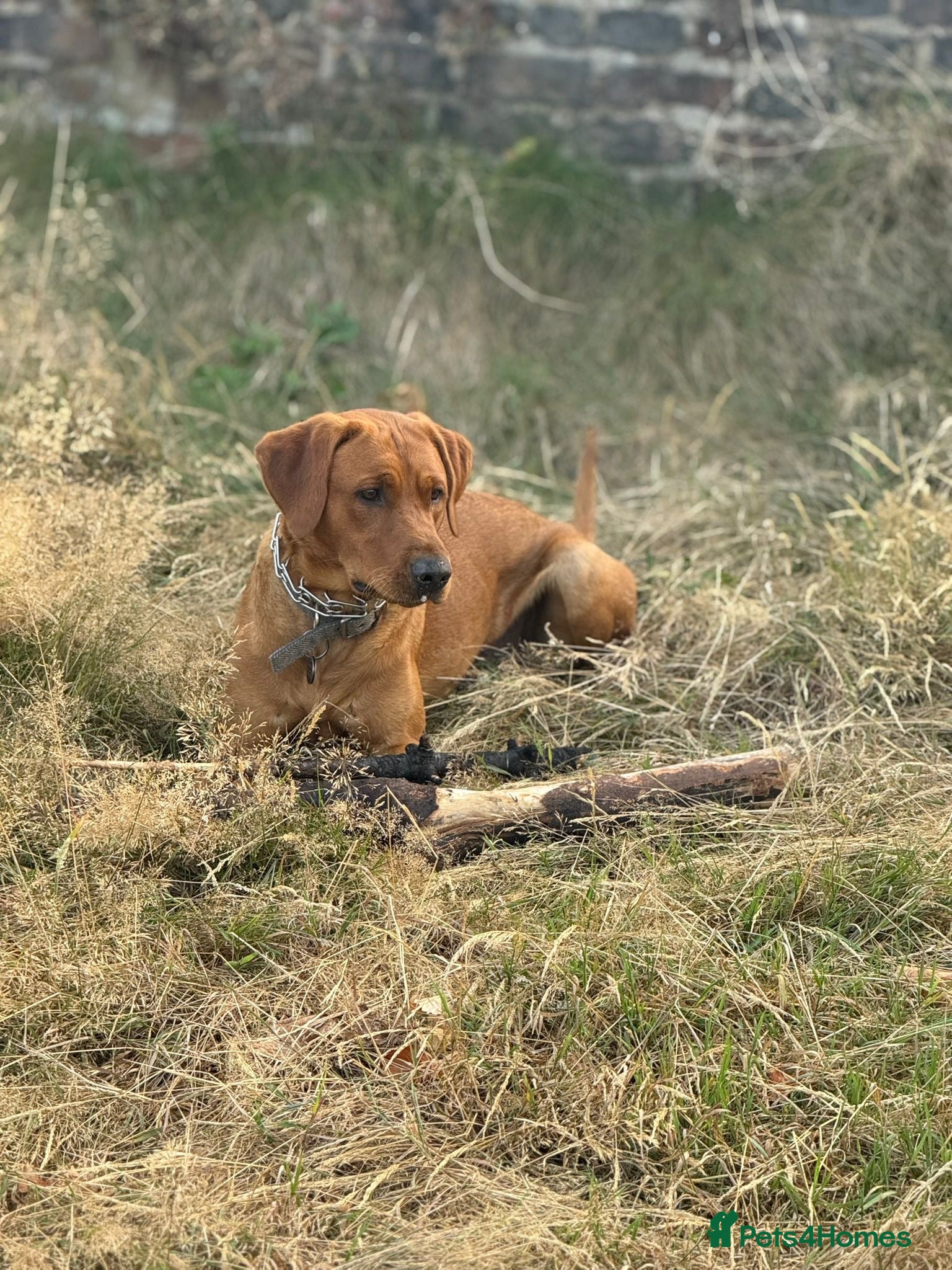 Labrador Retriever dogs 📣 Stud Dog Available – KC Registered Fox Red Lab - Advert 15