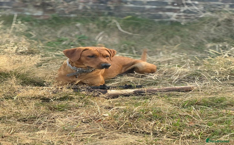 Labrador Retriever dogs 📣 Stud Dog Available – KC Registered Fox Red Lab - Advert 11