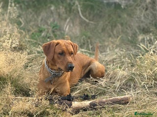 Labrador Retriever dogs 📣 Stud Dog Available – KC Registered Fox Red Lab - Advert 1