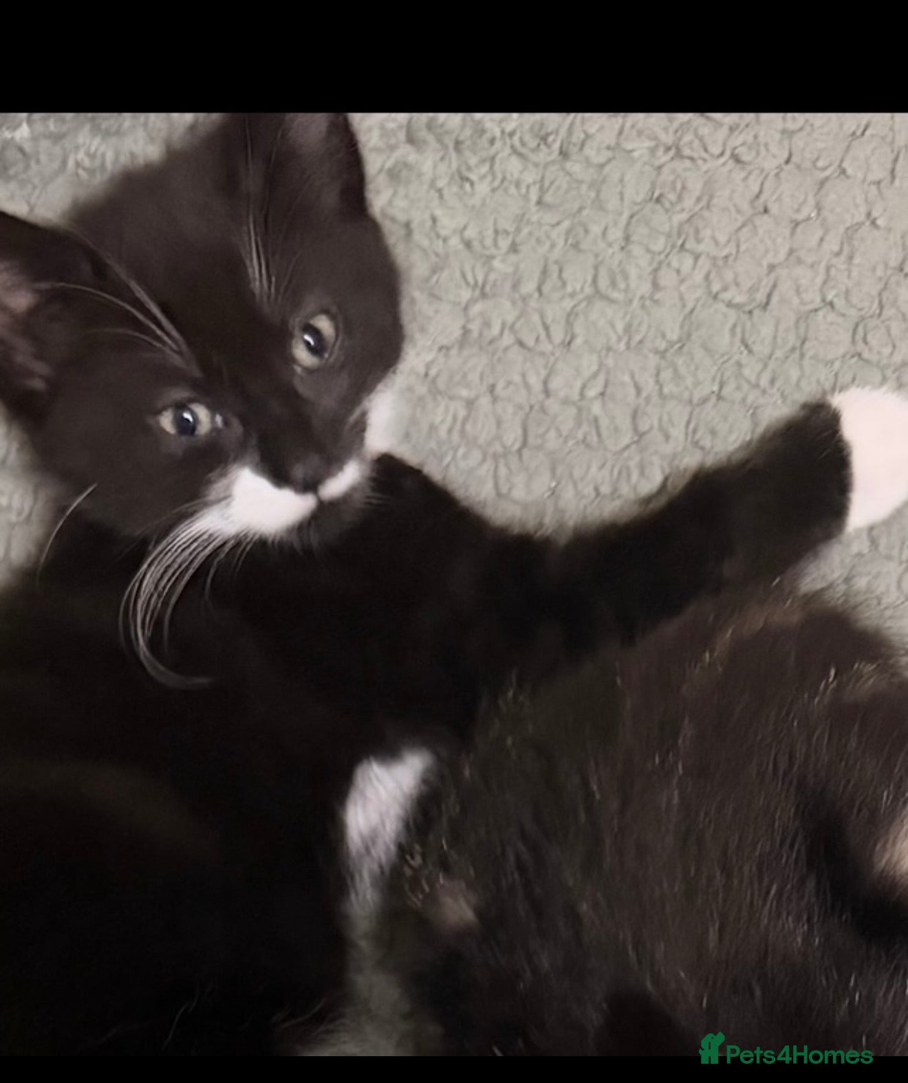 Mixed Breed cats 1 girl kitten looking for a forever home - Advert 1