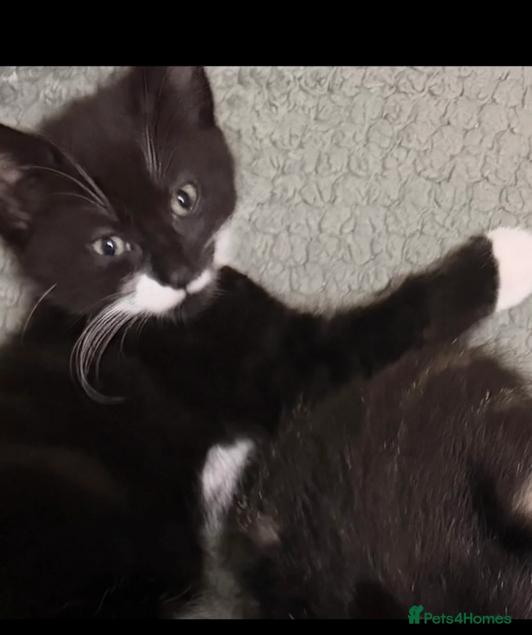 Mixed Breed cats for sale: 1 girl kitten looking for a forever home - Advert 1