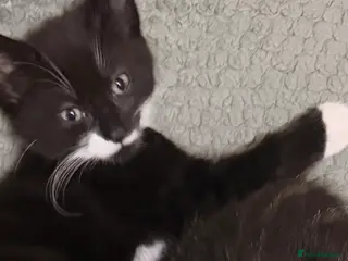 Mixed Breed cats 1 girl kitten looking for a forever home - Advert 1