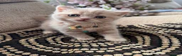 British Shorthair cats for sale: 😻CREAM & RED COLOUR KITTENS 😻 - Advert 8