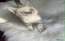 British Shorthair cats for sale: STUNNING British Shorthair Kittens Silver Tabbies - Image 10