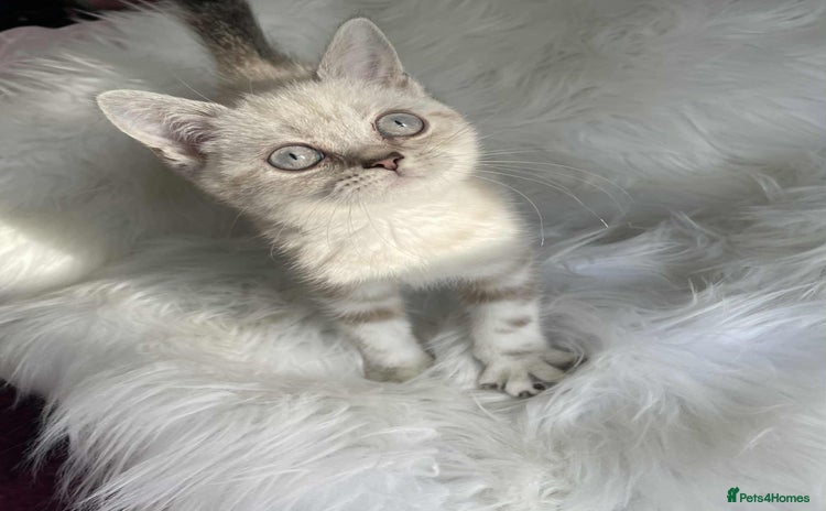 British Shorthair cats - Advert 14