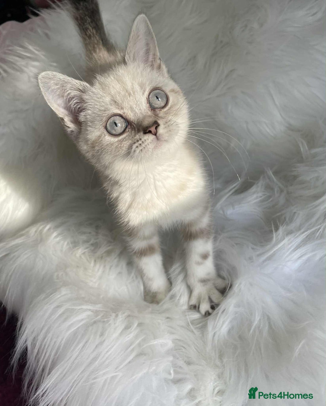 British Shorthair cats for sale: STUNNING British Shorthair Kittens Silver Tabbies - Image 10
